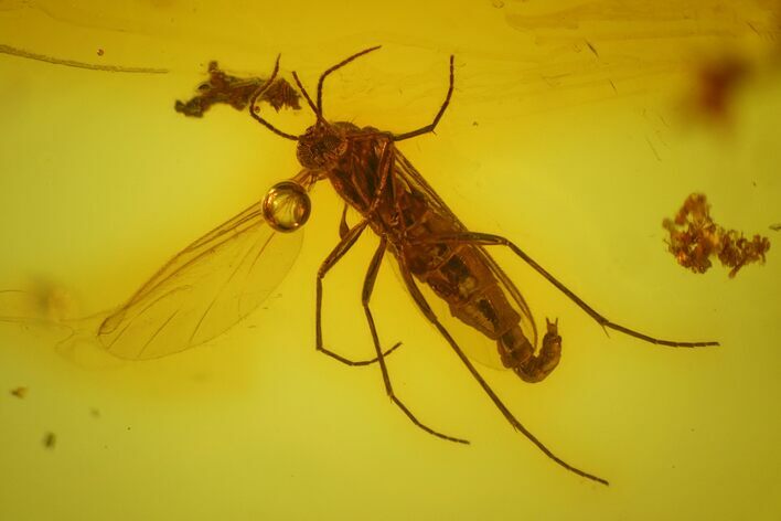 Detailed Fossil Fly (Diptera) In Baltic Amber #170087